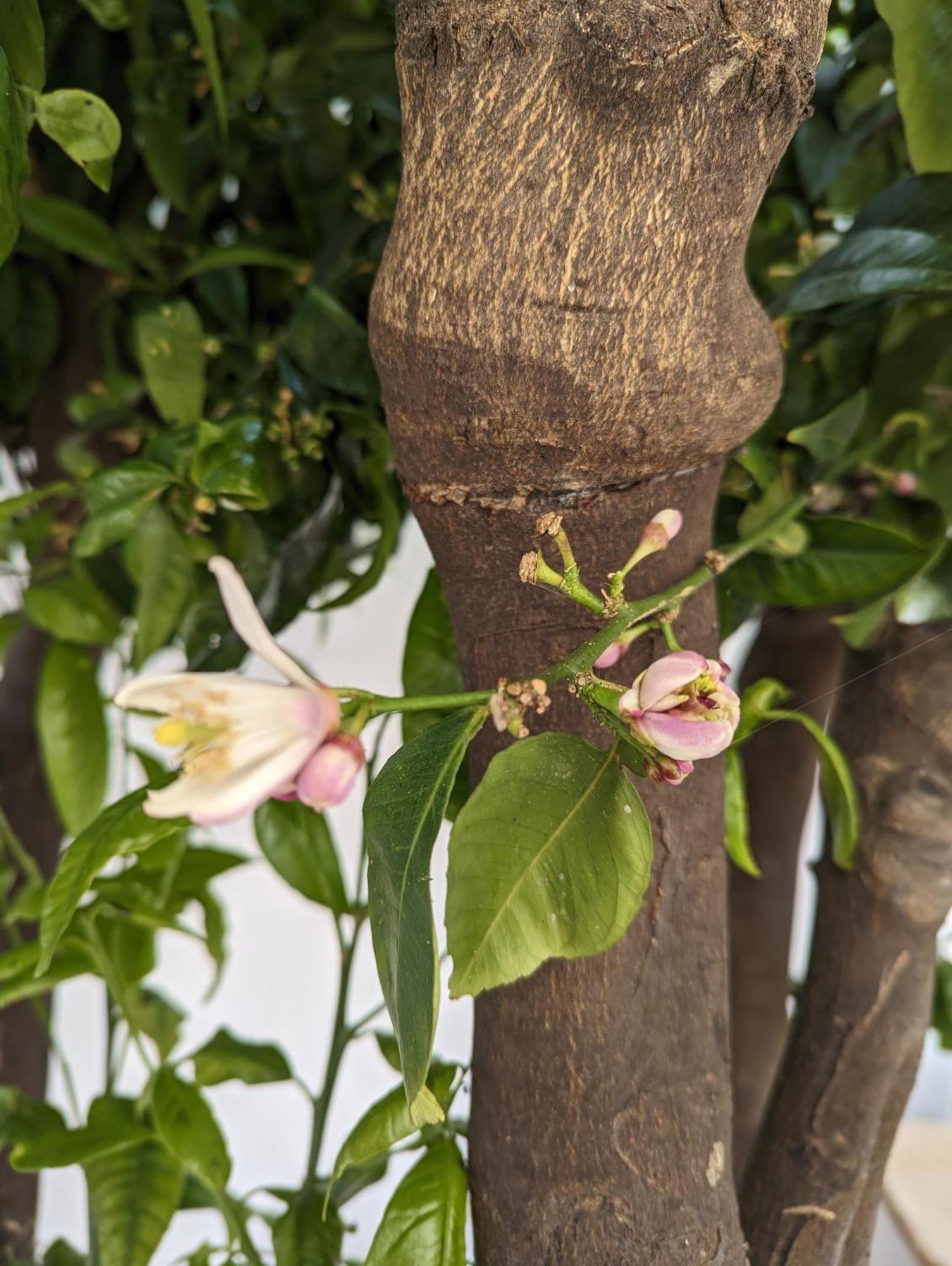 The Botanist Guesthouse スコペロス エクステリア 写真
