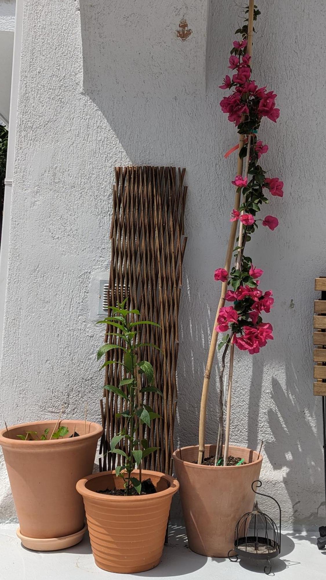The Botanist Guesthouse スコペロス エクステリア 写真